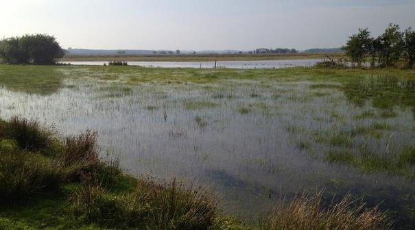 Flora en Fauna Lakerpolder