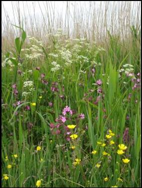 Flora en Fauna Lakerpolder